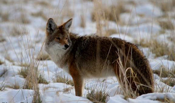 Preventing Encounters with Coyotes on Your Property