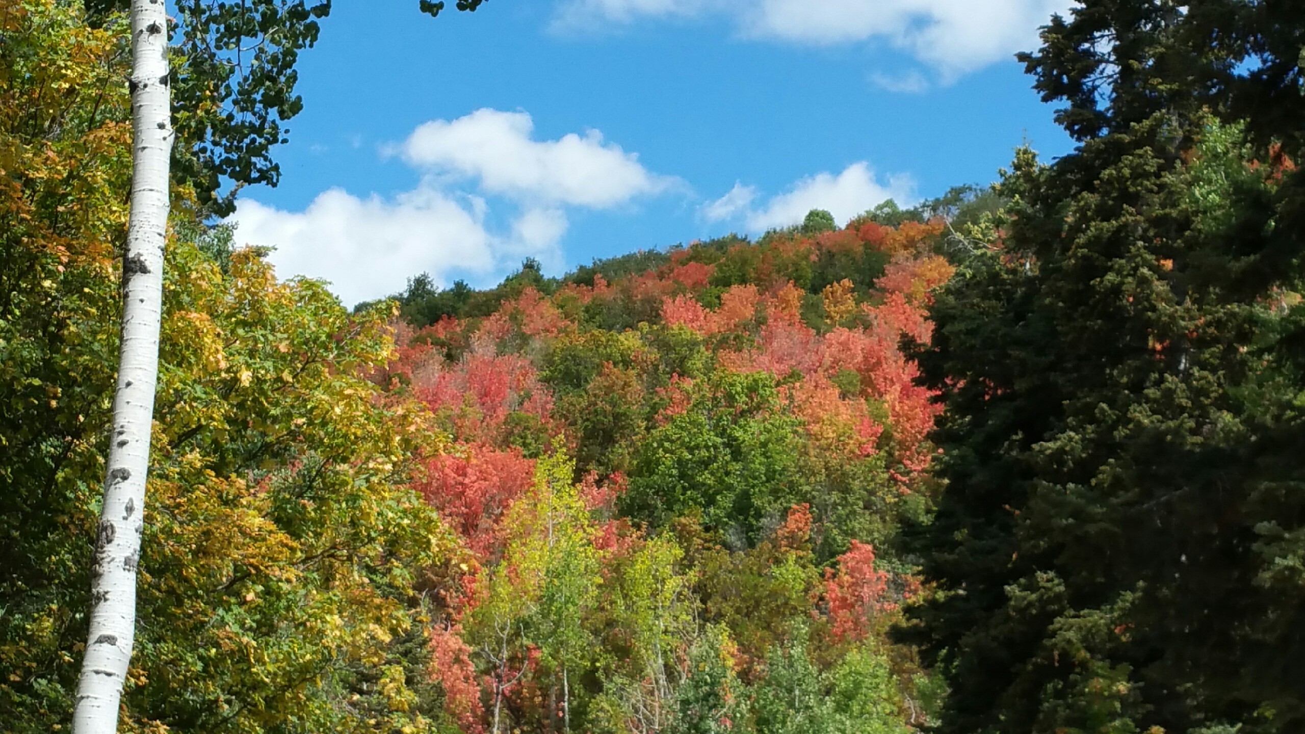 The fall colors have exploded on the mountain!